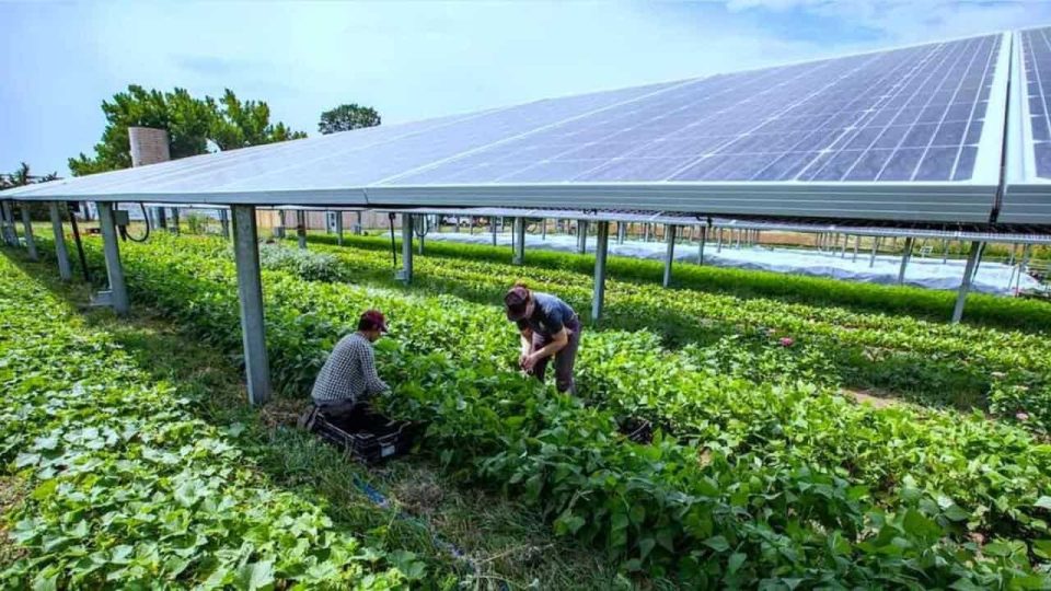 Understanding What is Solar Agrivoltaics & Applications for Southern Africa